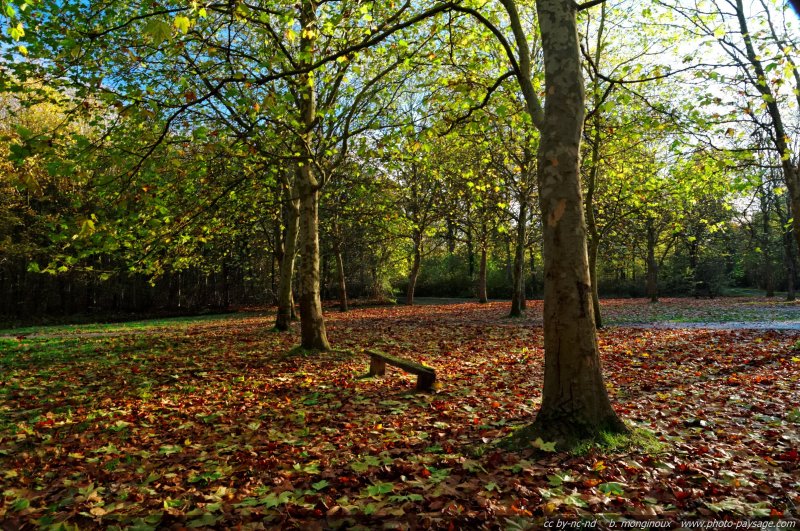 Un banc en automne sous le feuillage de platanes
Forêt de Ferrières, Seine et Marne
Mots-clés: platane banc feuilles_mortes