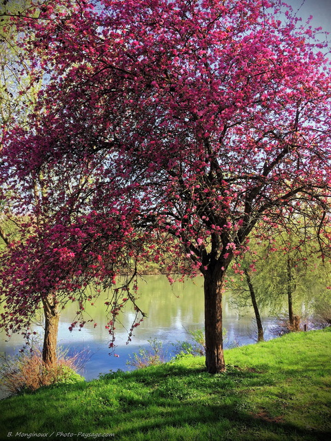 Un arbre en fleurs sur les bords de la Marne
Mots-clés: Categ_riv_Marne printemps herbe pelouse cadrage_vertical