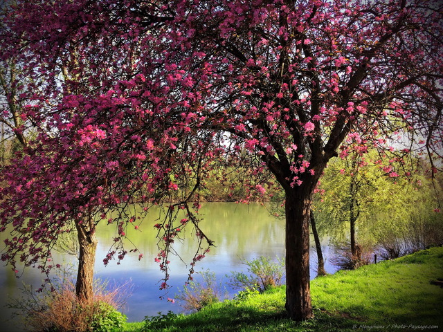 Un arbre en fleurs en bords de Marne
Mots-clés: Categ_riv_Marne printemps