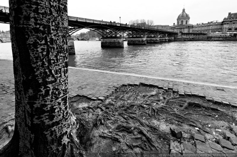 Un bouleau sur les quais de Seine dont les racines déchaussent progressivement les pavés
Les ponts de Paris
Mots-clés: grand-angle noir_et_blanc paris paysage_urbain les_ponts_de_paris monument bouleau racine la_seine pont-des-arts