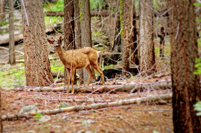 Un cerf dans la forêt de Mariposa Grove  
Parc National de Yosemite, Californie, USA
Mots-clés: yosemite californie usa categ_animal foret_usa