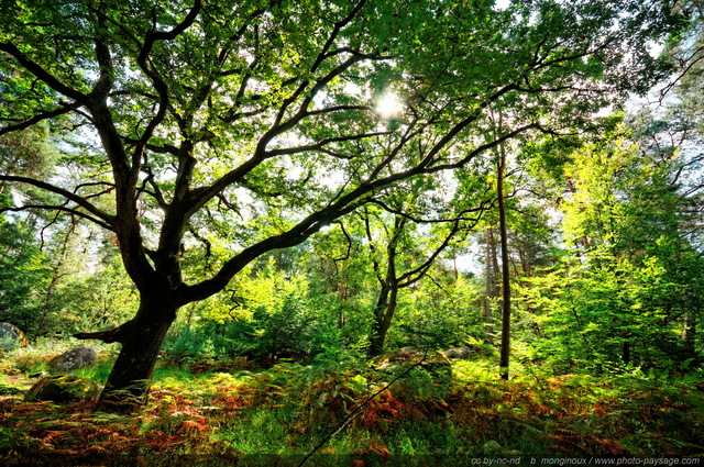 Un chêne majestueux dans la forêt de Fontainebleau
Gorges d'Apremont, Forêt de Fontainebleau
Barbizon, Seine et Marne, France
Mots-clés: fontainebleau nature barbizon seine_et_marne chene les_plus_belles_images_de_nature