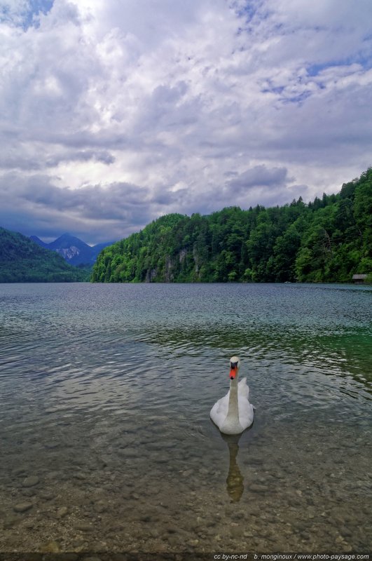 Un cygne sur le lac Alpsee
Schwangau, Bavière, Allemagne
Mots-clés: allemagne oiseau cygne categorielac cadrage_vertical