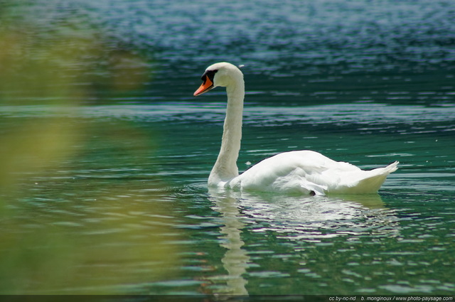 Un cygne sur le lac Alpsee
Schwangau, Bavière, Allemagne
Mots-clés: allemagne oiseau cygne categorielac