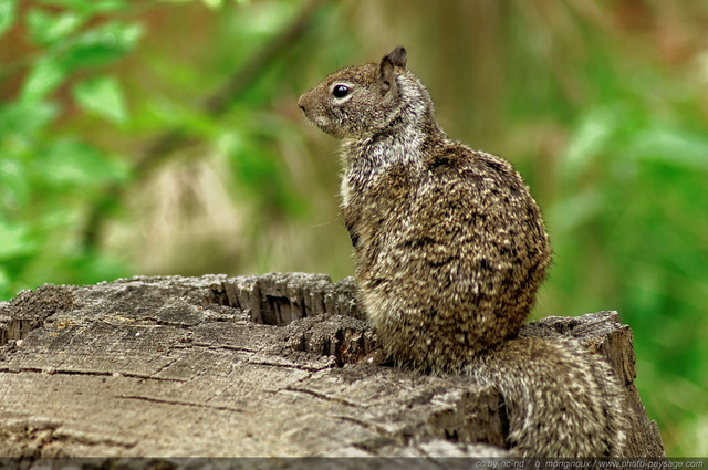 Un écureuil sur une souche d'arbre à  Yosemite
Parc National de Yosemite, Californie, USA
Mots-clés: yosemite californie usa nature categ_animal ecureuil foret_usa