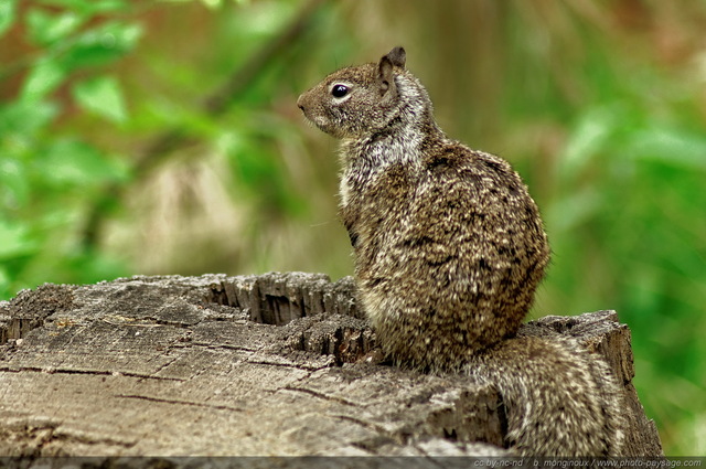 Un écureuil sur une souche d'arbre à Yosemite
Parc National de Yosemite, Californie, USA
Mots-clés: yosemite californie usa nature categ_animal ecureuil foret_usa