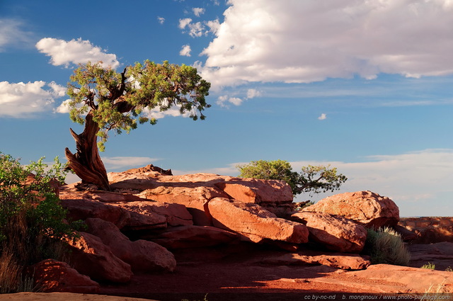 Un genévrier seul sur son rocher à  Dead Horse Point
Dead Horse Point state park (Canyonlands), Utah, USA
Mots-clés: USA etats-unis utah desert arbre_remarquable les_plus_belles_images_de_nature arbre_seul regle_des_tiers