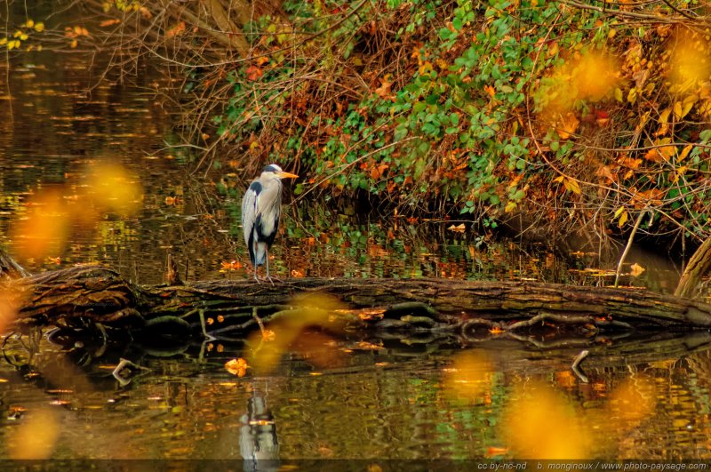 Un héron perché sur un tronc d'arbre dans le lac des Minimes
Bois de Vincennes, Paris, France
Mots-clés: automne paris oiseau heron Vincennes