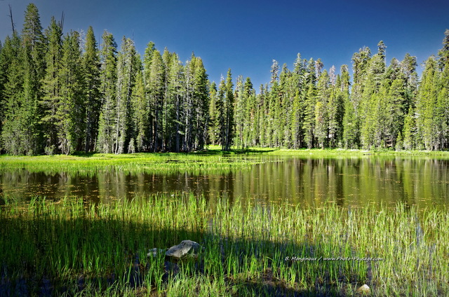 Un lac sur les hauteurs du parc national de Yosemite
Le long de la "Tioga Road", de nombreux petits lacs bordent la route qui mène jusqu'au col de "Tioga pass".

Parc National de Yosemite, Californie, USA
Mots-clés: californie usa yosemite categorielac foret_usa categ_ete