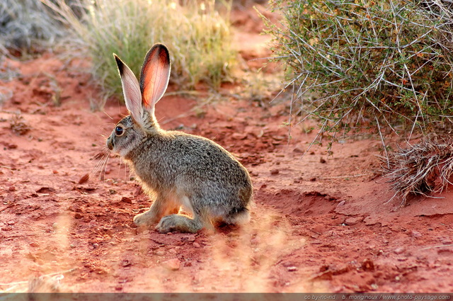 Un lapin sur le plateau de Dead Horse Point
Dead Horse Point state park (Canyonlands), Utah, USA
Mots-clés: USA etats-unis utah categ_animal lapin desert