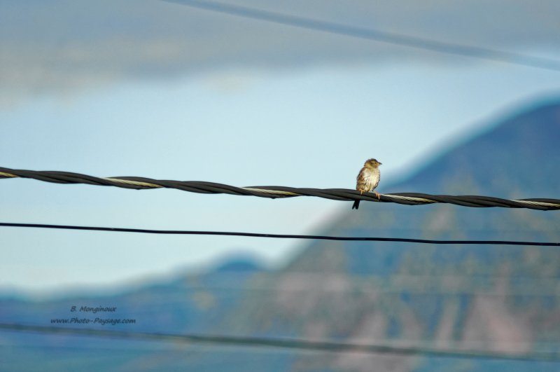 Un oiseau sur un fil électrique
Cortez, Colorado, USA
Mots-clés: etat_colorado usa