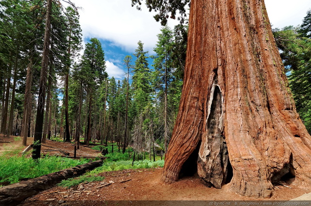 Un pied d'un séquoia géant
Mariposa Grove, Parc National de Yosemite, Californie, USA
Mots-clés: yosemite californie usa sequoia foret_usa