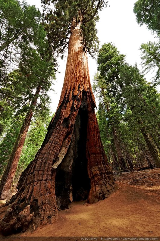 Un séquoia géant
Mariposa Grove, Parc National de Yosemite, Californie, USA
Mots-clés: yosemite californie usa sequoia foret_usa cadrage_vertical