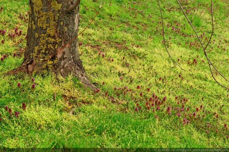 Un tapis de fleurs au pied d'un arbre
[Arbres en fleurs]
Mots-clés: printemps herbe