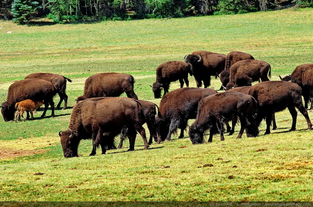 Troupeau de bisons d'Amérique
Parc National du Grand Canyon (North Rim), Arizona, USA
Mots-clés: north-rim arizona usa nature montagne categ_ete categ_animal