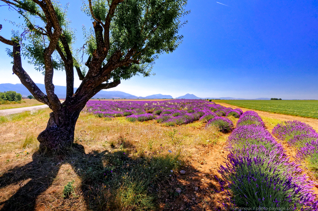 Un arbre au bord d'un champs de lavande sur le plateau de Valensole
Plateau de Valensole, Alpes-de-Haute-Provence
Mots-clés: provence categ_ete lavande arbre_seul regle_des_tiers