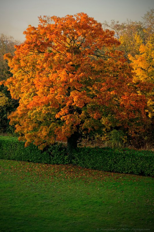 Un arbre en automne
Couleurs d'automne
Mots-clés: cadrage_vertical