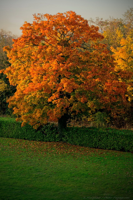 Un arbre en automne
Couleurs d'automne
Mots-clés: cadrage_vertical