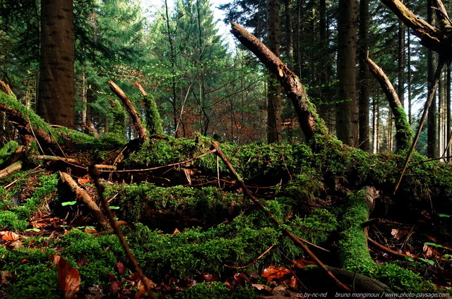 Un arbre mort recouvert de mousse dans la forêt
[Promenade dans les bois...]
Mots-clés: categ_tronc mousse conifere