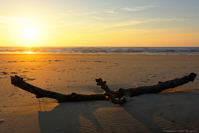 Un arbre mort sur la plage face à  l'océan
Moliets-et-Maà¢, Côte landaise

Mots-clés: categ_tronc plage sable coucher_de_soleil landes regle_des_tiers