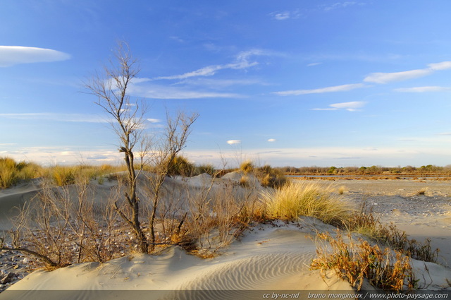 Un arbuste sur la dune
Massif dunaire de l'Espiguette
Le Grau du Roi / Port Camargue (Gard). 
Mots-clés: dune herbe nature sable plage mer mediterranee espiguette gard languedoc_roussillon languedoc-roussillon littoral nature