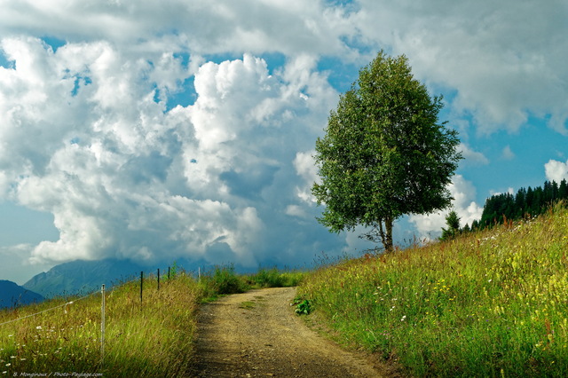 Un bouleau au bord d'un chemin dans les Alpes
Paysage savoyard
Mots-clés: alpes categ_ete prairie chemin bouleau champs_de_fleurs les_plus_belles_images_de_nature arbre_seul