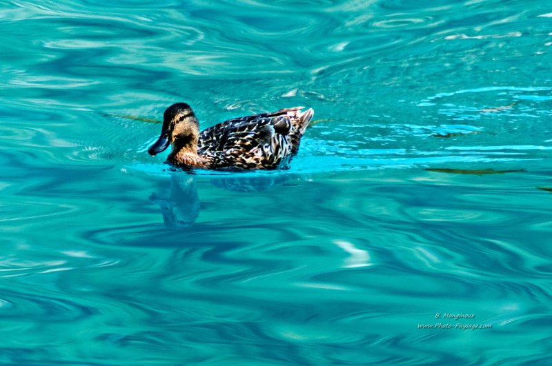 Un canard dans une eau bleu turquoise
Parc National de Plitvice, Croatie
Mots-clés: croatie nature categorielac oiseau canard reflets categ_ete