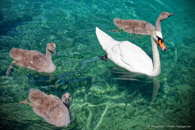 Un cygne et ses cygnons sur le lac de Bled
Bled, Slovénie
Mots-clés: categorielac oiseau