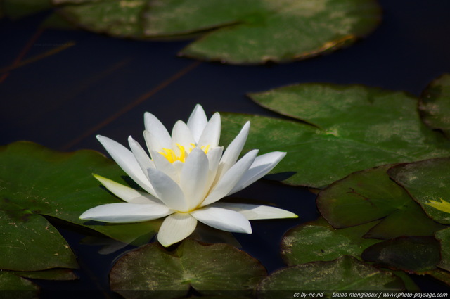 Un nénuphar blanc dans un bassin - 01
Mots-clés: nenuphar nymphea fleurs printemps