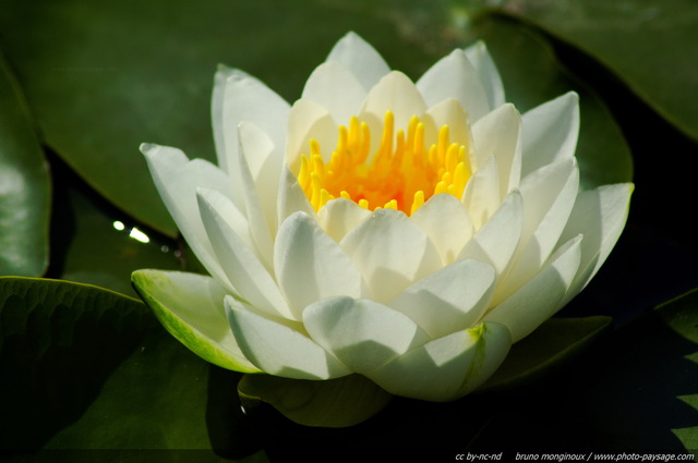 Un nénuphar blanc dans un bassin - 02
Mots-clés: nenuphar nymphea fleurs printemps