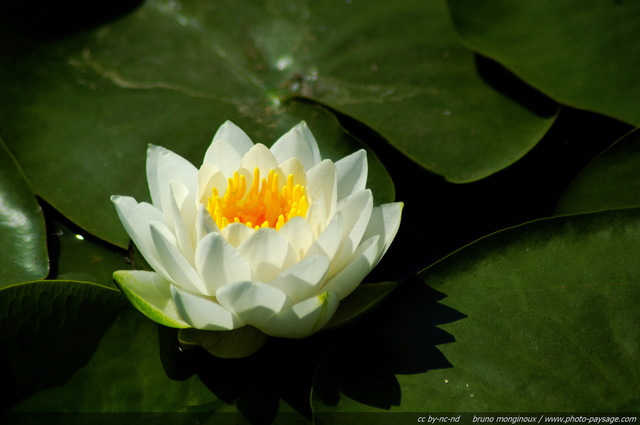 Un nénuphar blanc dans un bassin - 03
Mots-clés: nenuphar nymphea fleurs printemps