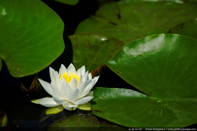 Un nénuphar blanc dans un bassin - 04
Mots-clés: nenuphar nymphea fleurs printemps