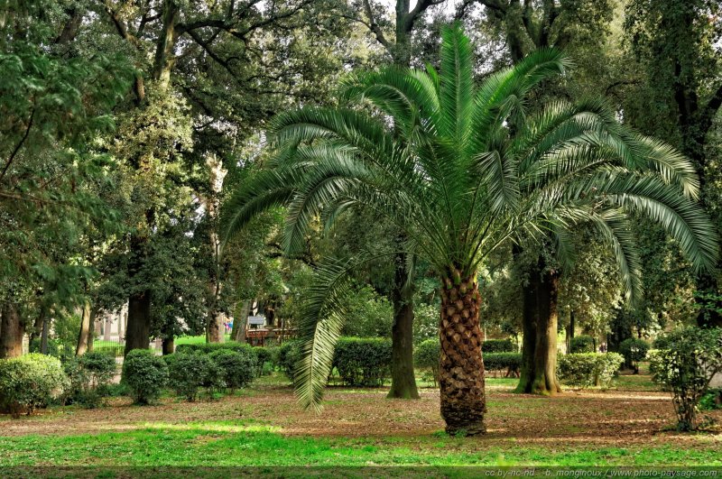 Un palmier dans le parc de Villa Borghèse
Rome, Italie
Mots-clés: rome italie jardins_de_rome