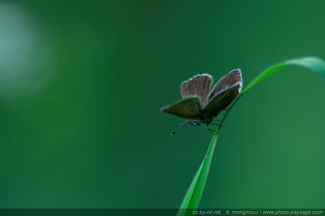 Un papillon sur un brin d\'herbe dans les Ecrins
Pays des Ecrins (Hautes-Alpes)
Mots-clés: les_plus_belles_images_de_nature regle_des_tiers Alpes_Ecrins montagne nature categ_ete insecte papillon herbe