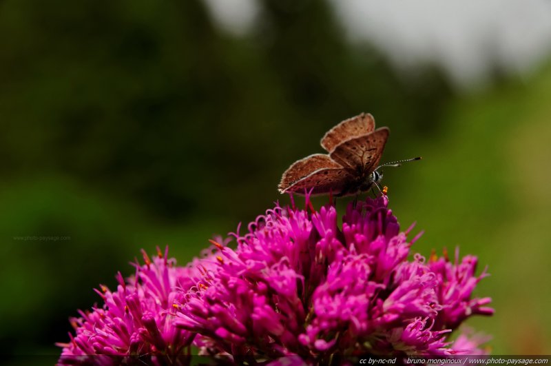 Un papillon sur une fleur de montagne
Alpes de Haute-Savoie 
Mots-clés: insecte papillon categ_ete fleur-de-montagne alpes montagne haute-savoie