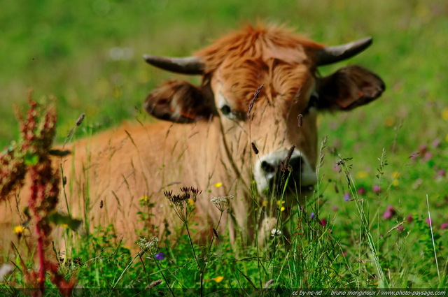 Un veau dans les alpages
Alpes de Haute-Savoie
Mots-clés: alpes montagne boeuf categ_ete fleur-de-montagne prairie veau