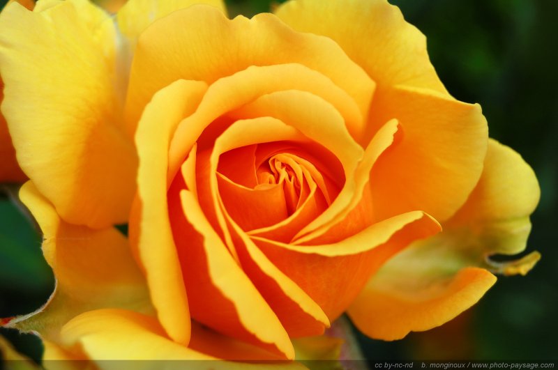 Une belle rose jaune
Mots-clés: rose fleurs printemps