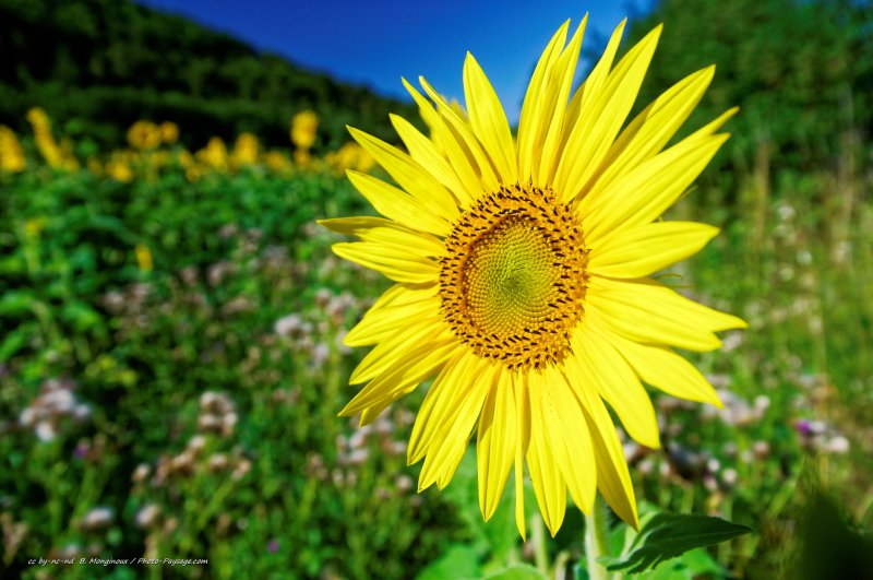 Une fleur de tournesol photographiée sur le plateau de Valensole
Mots-clés: fleurs tournesol categ_ete campagne_autre provence