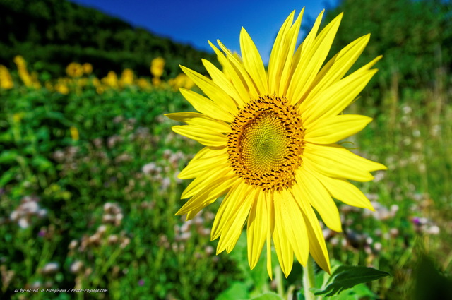 Une fleur de tournesol photographiée sur le plateau de Valensole
Mots-clés: fleurs tournesol categ_ete campagne_autre provence