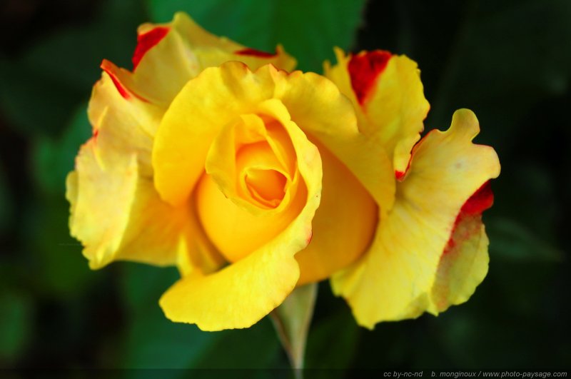 Une jolie rose jaune
Mots-clés: rose fleurs printemps