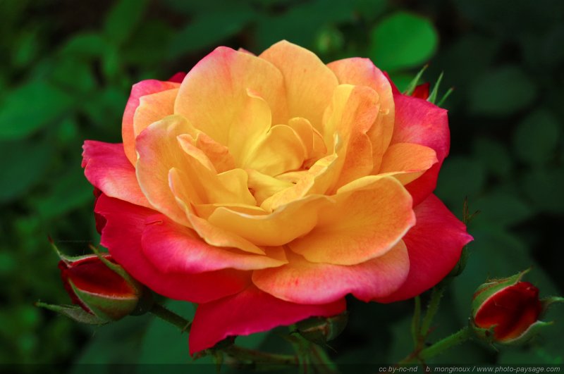 Une rose pour la St Valentin
Mots-clés: rose fleurs printemps