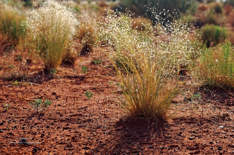 Une touffe d'herbe dans le désert
Moab, Utah, USA
Mots-clés: utah usa