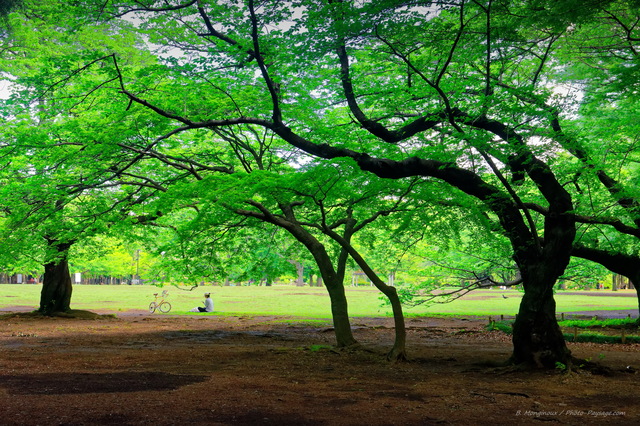 Une Tokyoïte prend un bol de nature dans le parc Yoyogi-kōen
Tokyo (quartier de Shibuya), Japon
Mots-clés: printemps regle_des_tiers