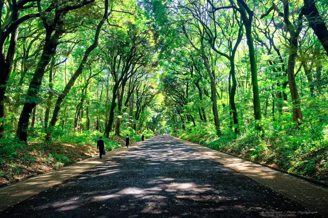 Une allée boisée menant au sanctuaire Meiji-jingÅ«
Un havre de paix à  deux pas de la jungle urbaine...
Tokyo (quartier de Shibuya), Japon
Mots-clés: allee route printemps tunnel_arbres alignement_d_arbre