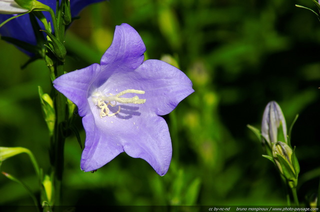 Une campanule à  feuille de pêcher violette
Mots-clés: fleurs printemps campanule