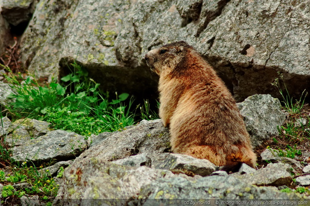 Une marmotte sur un rocher
Pré de Mme Carle, Massif des Ecrins
Mots-clés: marmotte alpes_ecrins nature categ_ete