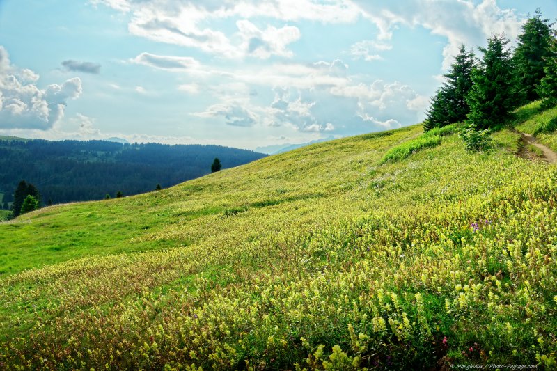 Une prairie recouverte de fleurs dans les Alpes
Paysage savoyard
Mots-clés: alpes categ_ete fleur-de-montagne prairie champs_de_fleurs