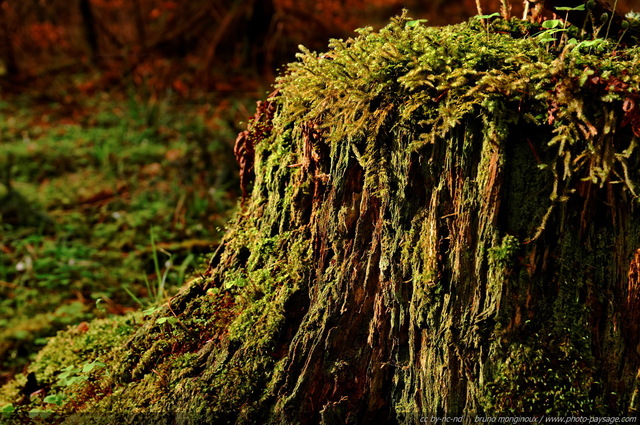 Une vieille souche d'arbre
[Promenade dans les bois...]
Mots-clés: categ_tronc mousse conifere