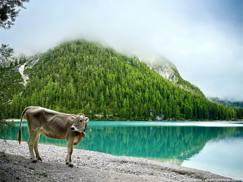 Une vache sur la plage au bord du lac
Lago di Braies / Pragser Wildsee, Dolomites, Italie
Mots-clés: Categorielac italie_autre categ_ete reflet plage animaux_de_la_ferme