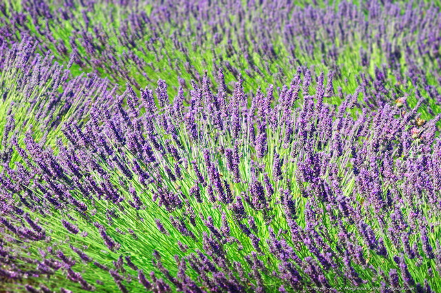 Valensole, lavande
Plateau de Valensole, Alpes-de-Haute-Provence
Mots-clés: provence categ_ete lavande